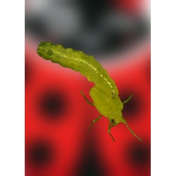 Sphaerophoria rueppellii comiendo pulgón