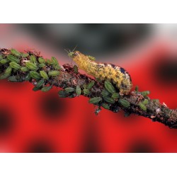 SIRFIcontrol 100 pupas de sírfido Episyrphus balteatus contra pulgón en cultivos