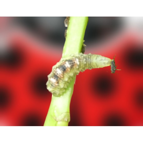 larvas de sírfido Episyrphus balteatus
