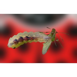SIRFIcontrol 500 larvas de sírfido Episyrphus balteatus para control ecológico de pulgones