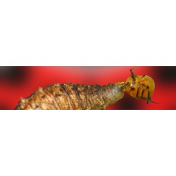SIRFIcontrol 500 larvas de sírfido Episyrphus balteatus para control ecológico de pulgones