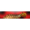 SIRFIcontrol 500 larvas de sírfido Episyrphus balteatus para control ecológico de pulgones