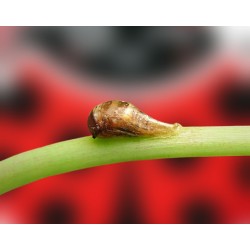 Sirficontrol 100 pupas de sírfidos mixtos para control biológico del pulgón