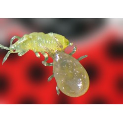 Swirski Ulti-Mite 100 sobres con ácaros para trips y mosca blanca