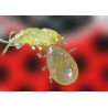 Swirski Ulti-Mite 100 sobres con ácaros para trips y mosca blanca