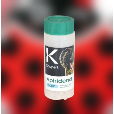 Aphidend 1000 – Mosquito depredador para control de pulgones