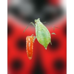 comprar Aphidoletes aphidimyza