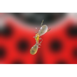 Transeius montdorensis