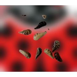 Aphidend 10.000 – Sírfidos para control biológico de pulgón