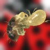 Amblyseius swirskii