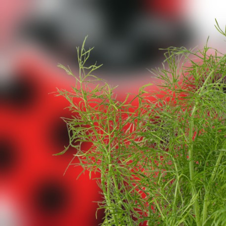 Planta de hinojo (104 uds) atrayente para insectos útiles