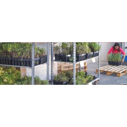 Planta de hinojo (104 uds) atrayente para insectos útiles