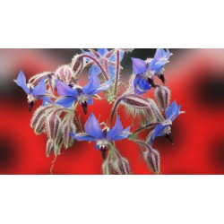 Planta de borraja (54 uds) atrayente para mariquitas