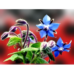 Planta de borraja (54 uds) atrayente para mariquitas