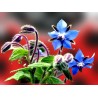 Planta de borraja (54 uds) atrayente para mariquitas