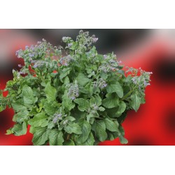 Planta de borraja (54 uds) atrayente para mariquitas