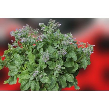 Planta de borraja (54 uds) atrayente para mariquitas