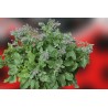 Planta de borraja (54 uds) atrayente para mariquitas