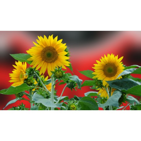 Planta de girasol (54 uds), refugio para fauna auxiliar
