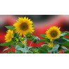 Planta de girasol (54 uds), refugio para fauna auxiliar