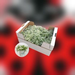 Lobularia maritima + Orius, planta atrayente fauna útil