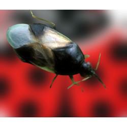 Lobularia maritima + Orius, planta atrayente fauna útil