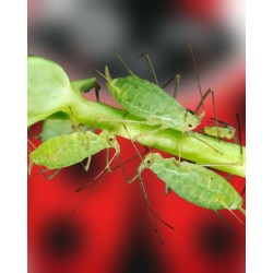 PLANTAcontrol-e 500, alimento vivo para mariquitas