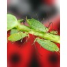 PLANTAcontrol-e 500, alimento vivo para mariquitas