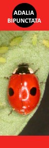 Adalia bipunctata