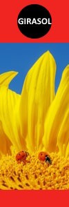 Girasol