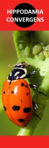 Hippodamia convergens
