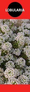 Lobularia