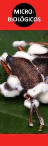 MICROBIOLÓGICOS - HONGOS ENTOMOPATÓGENOS