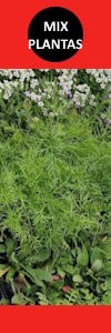 Mix plantas