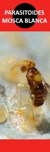PARASITOIDES DE MOSCA BLANCA