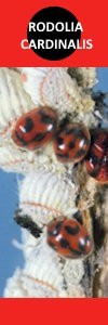 Rodolia cardinalis