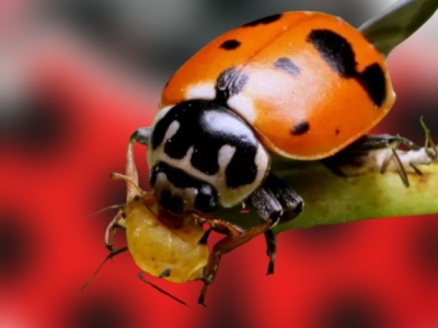 Cómo eliminar pulgones sin químicos: uso de mariquitas