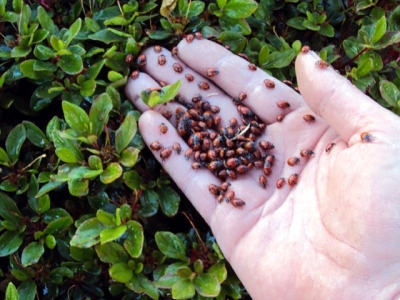 Cómo eliminar pulgones sin químicos: uso de mariquitas
